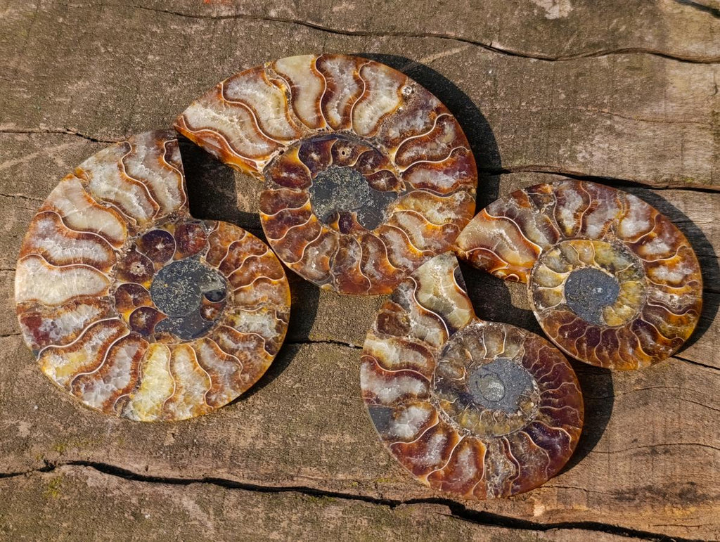 Polished Cleoniceras Ammonite Fossil Pairs x 6 From Tulear, Madagascar - Toprock Gemstones and Minerals 