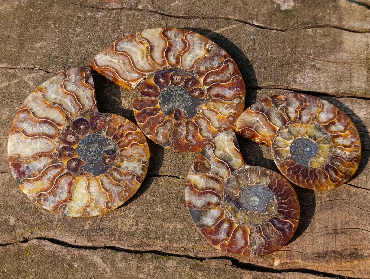 Polished Cleoniceras Ammonite Fossil Pairs x 6 From Tulear, Madagascar - Toprock Gemstones and Minerals 