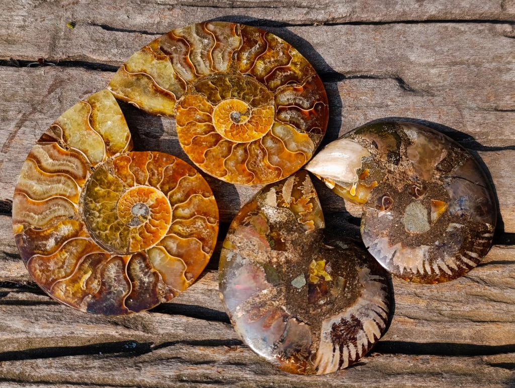 Polished Cleoniceras Ammonite Fossil Pairs x 6 From Tulear, Madagascar - Toprock Gemstones and Minerals 