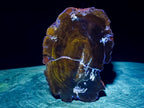 Polished Dadoxylon Petrified Wood Slices x 2 From Gokwe, Zimbabwe - Toprock Gemstones and Minerals 