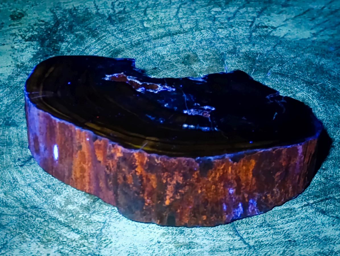 Polished Dadoxylon Petrified Wood Slices x 2 From Gokwe, Zimbabwe - Toprock Gemstones and Minerals 
