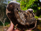 Polished Dadoxylon Petrified Wood Slices x 2 From Gokwe, Zimbabwe - Toprock Gemstones and Minerals 