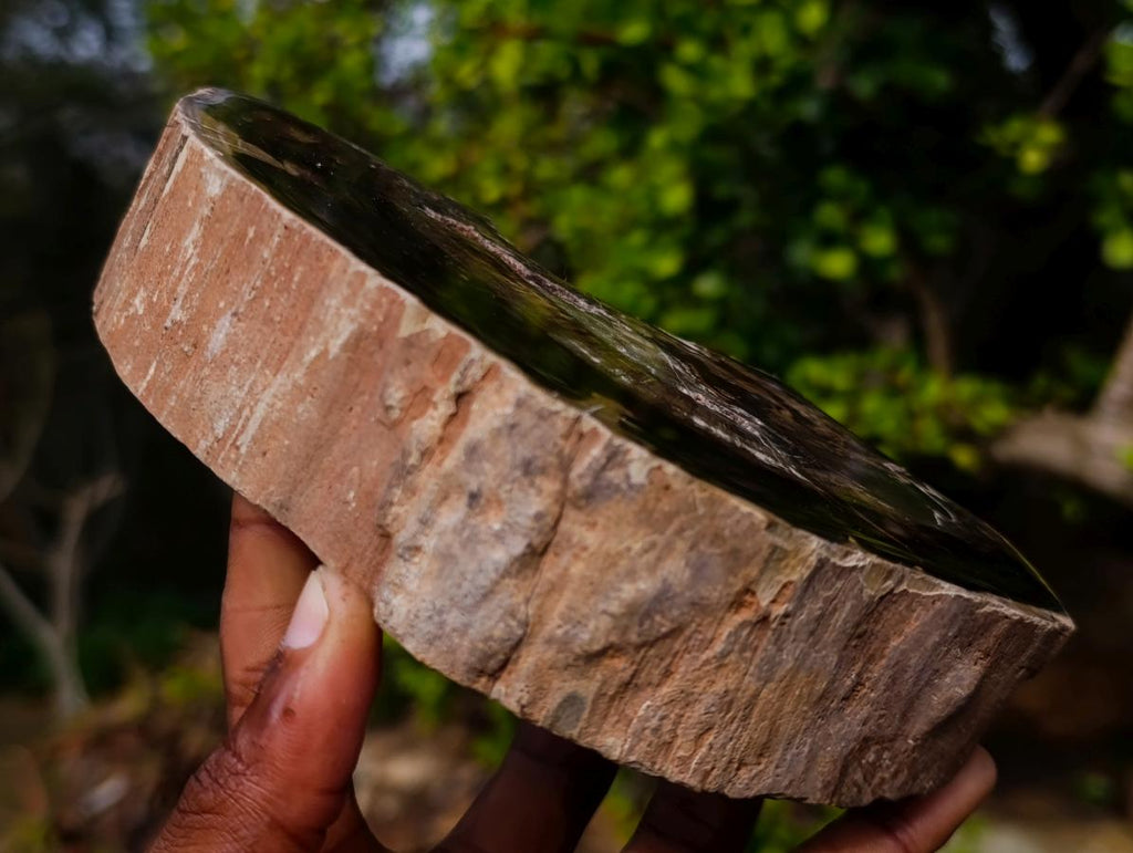 Polished Dadoxylon Petrified Wood Slices x 2 From Gokwe, Zimbabwe - Toprock Gemstones and Minerals 