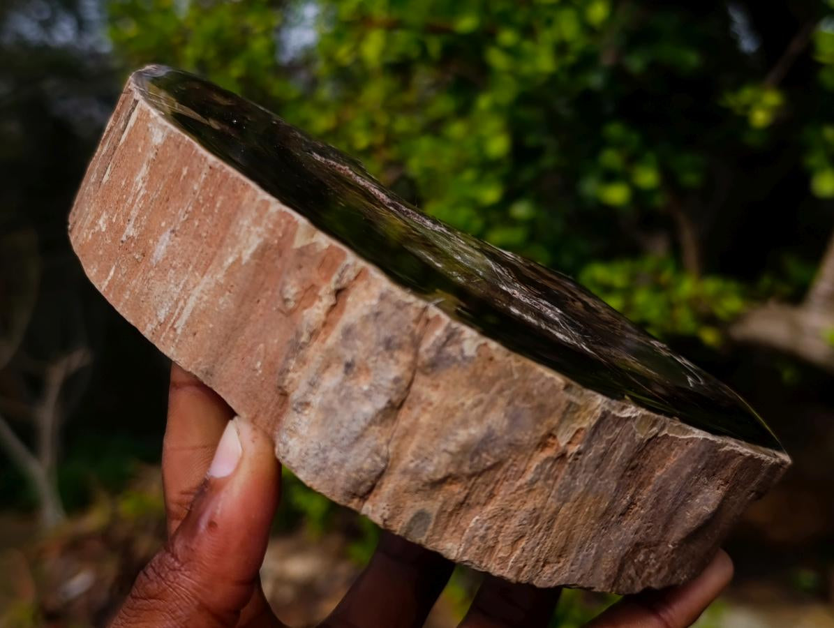 Polished Dadoxylon Petrified Wood Slices x 2 From Gokwe, Zimbabwe - Toprock Gemstones and Minerals 