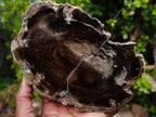 Polished Dadoxylon Petrified Wood Slices x 2 From Gokwe, Zimbabwe - Toprock Gemstones and Minerals 