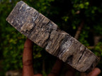 Polished Dadoxylon Petrified Wood Slices x 2 From Gokwe, Zimbabwe - Toprock Gemstones and Minerals 