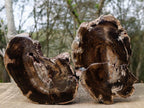 Polished Dadoxylon Petrified Wood Slices x 2 From Gokwe, Zimbabwe - Toprock Gemstones and Minerals 