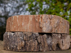 Polished Dadoxylon Petrified Wood Slices x 2 From Gokwe, Zimbabwe - Toprock Gemstones and Minerals 