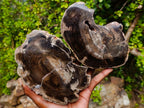 Polished Dadoxylon Petrified Wood Slices x 2 From Gokwe, Zimbabwe - Toprock Gemstones and Minerals 