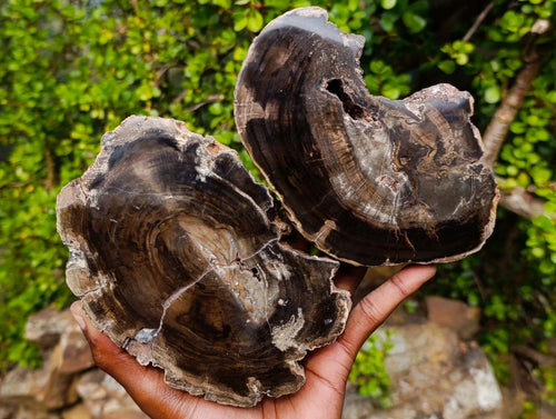 Polished and Natural Dadoxylon Petrified Wood Slices x 2 From Gokwe, Zimbabwe