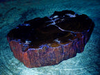 Polished Dadoxylon Petrified Wood Slices x 2 From Gokwe, Zimbabwe - Toprock Gemstones and Minerals 