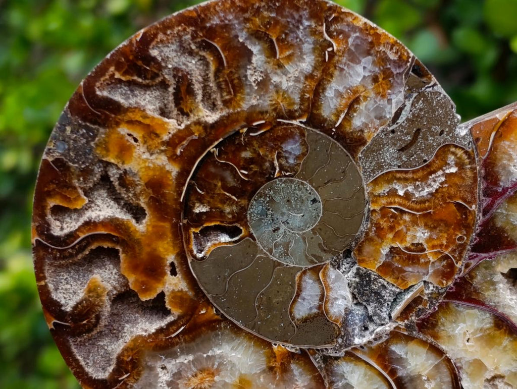 Polished Large Cleoniceras Ammonite Fossil Pairs x 2 From Tulear, Madagascar - Toprock Gemstones and Minerals 