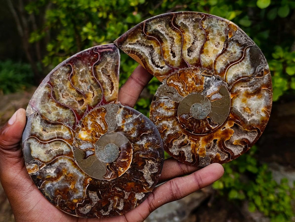 Polished Large Cleoniceras Ammonite Fossil Pairs x 2 From Tulear, Madagascar - Toprock Gemstones and Minerals 
