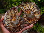 Polished Large Cleoniceras Ammonite Fossil Pairs x 2 From Tulear, Madagascar - Toprock Gemstones and Minerals 