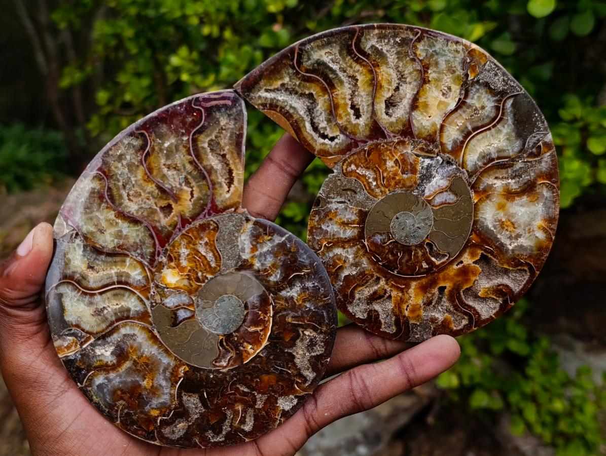 Polished Large Cleoniceras Ammonite Fossil Pairs x 2 From Tulear, Madagascar - Toprock Gemstones and Minerals 