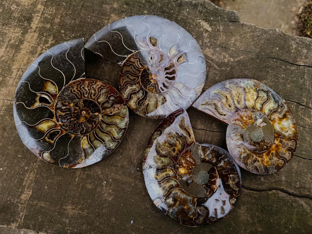 Polished Large Cleoniceras Ammonite Fossil Pairs x 2 From Tulear, Madagascar - Toprock Gemstones and Minerals 