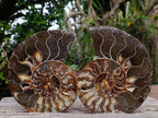 Polished Large Cleoniceras Ammonite Fossil Pairs x 2 From Tulear, Madagascar - Toprock Gemstones and Minerals 