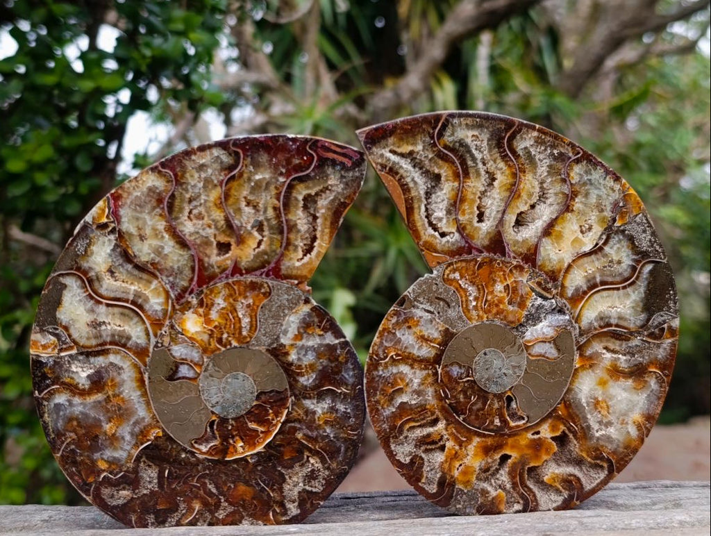 Polished Large Cleoniceras Ammonite Fossil Pairs x 2 From Tulear, Madagascar - Toprock Gemstones and Minerals 