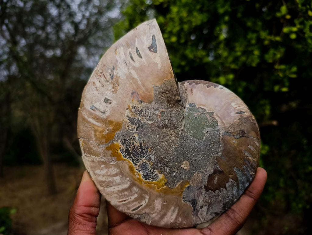 Polished Large Cleoniceras Ammonite Fossil Pairs x 2 From Tulear, Madagascar - Toprock Gemstones and Minerals 