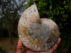 Polished Large Cleoniceras Ammonite Fossil Pairs x 2 From Tulear, Madagascar - Toprock Gemstones and Minerals 
