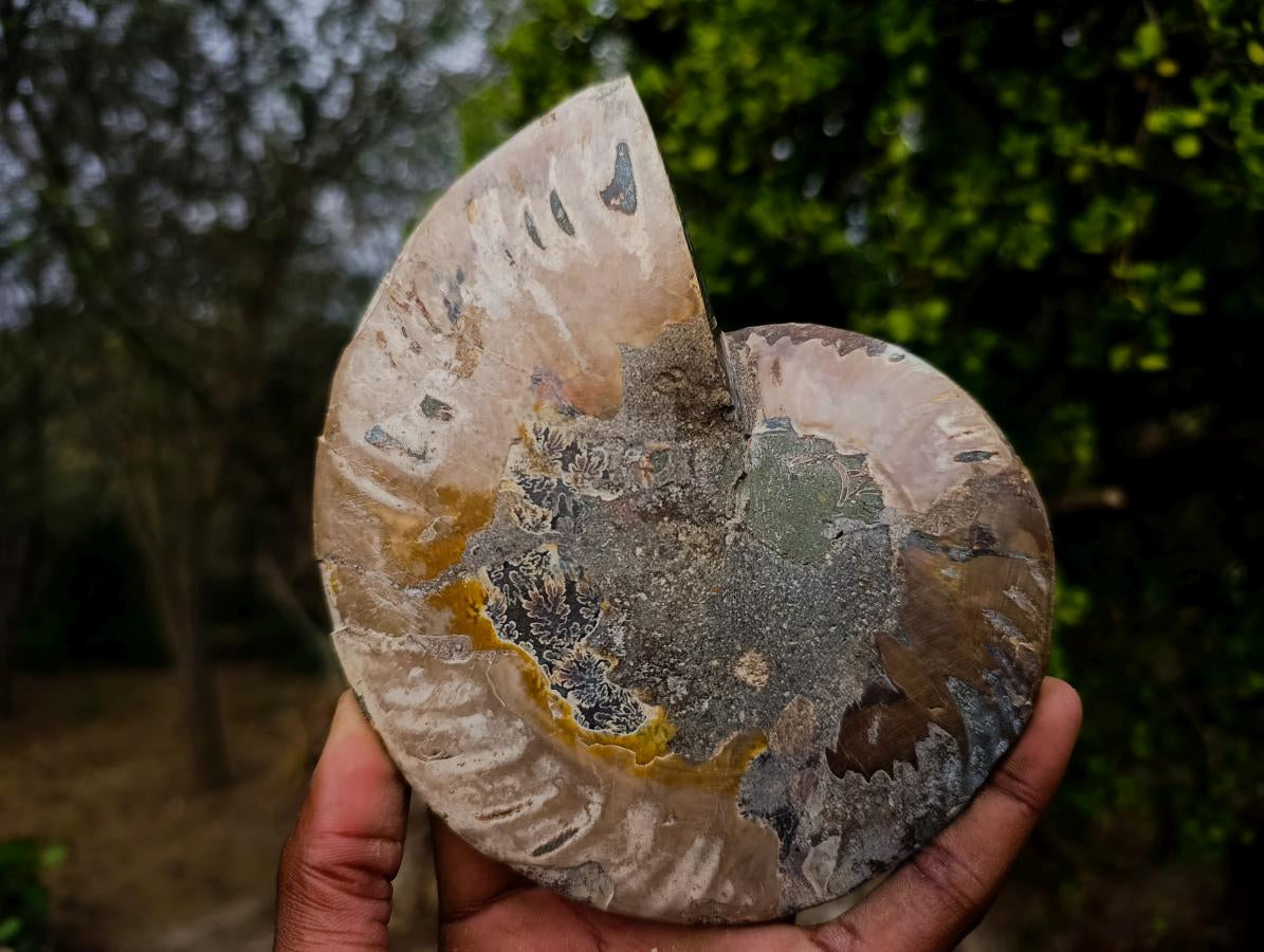 Polished Large Cleoniceras Ammonite Fossil Pairs x 2 From Tulear, Madagascar - Toprock Gemstones and Minerals 