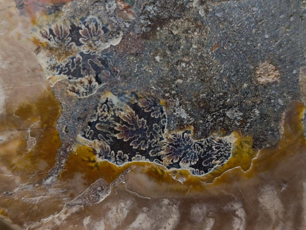 Polished Large Cleoniceras Ammonite Fossil Pairs x 2 From Tulear, Madagascar - Toprock Gemstones and Minerals 