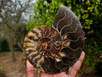 Polished Large Cleoniceras Ammonite Fossil Pairs x 2 From Tulear, Madagascar - Toprock Gemstones and Minerals 