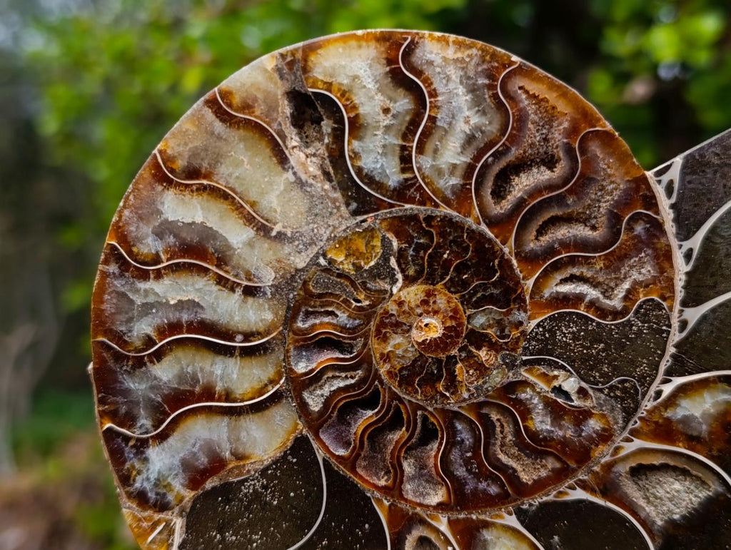 Polished Large Cleoniceras Ammonite Fossil Pairs x 2 From Tulear, Madagascar - Toprock Gemstones and Minerals 