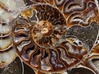 Polished Large Cleoniceras Ammonite Fossil Pairs x 2 From Tulear, Madagascar - Toprock Gemstones and Minerals 