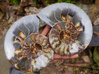 Polished Large Cleoniceras Ammonite Fossil Pairs x 2 From Tulear, Madagascar - Toprock Gemstones and Minerals 