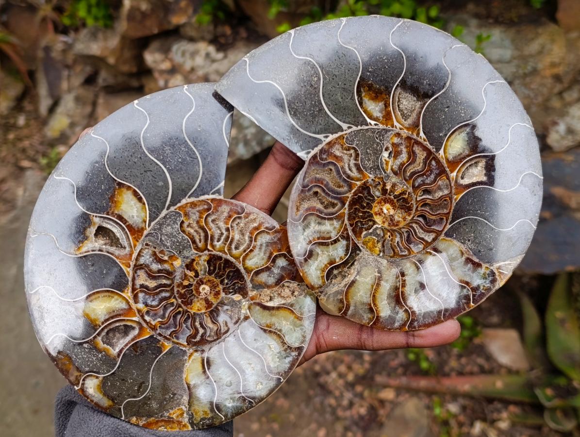 Polished Large Cleoniceras Ammonite Fossil Pairs x 2 From Tulear, Madagascar - Toprock Gemstones and Minerals 
