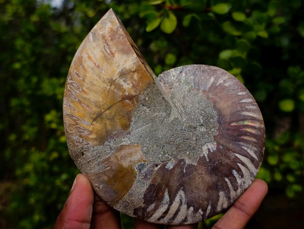 Polished Large Cleoniceras Ammonite Fossil Pairs x 2 From Tulear, Madagascar - Toprock Gemstones and Minerals 