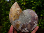 Polished Large Cleoniceras Ammonite Fossil Pairs x 2 From Tulear, Madagascar - Toprock Gemstones and Minerals 