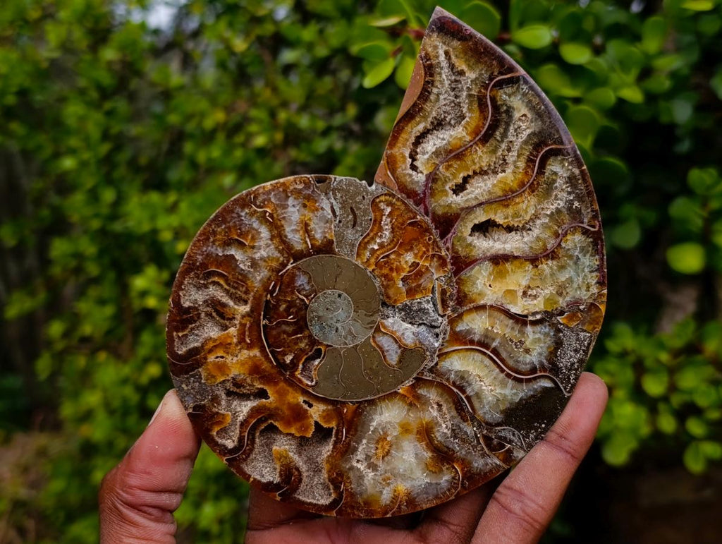 Polished Large Cleoniceras Ammonite Fossil Pairs x 2 From Tulear, Madagascar - Toprock Gemstones and Minerals 