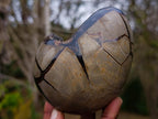 Polished Septerye Sauvage "Dragons Egg" Geodes x 2 From Mahajanga, Madagascar - Toprock Gemstones and Minerals 