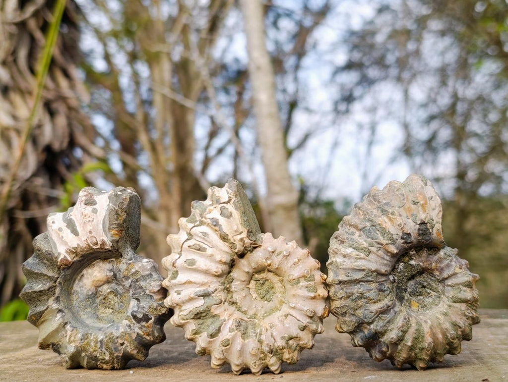 Natural Douvilleiceras Ammolite Ammonite Fossils x 12 From Maintirano, Madagascar