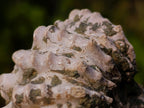 Natural Douvilleiceras Ammolite Ammonite Fossils x 12 From Maintirano, Madagascar