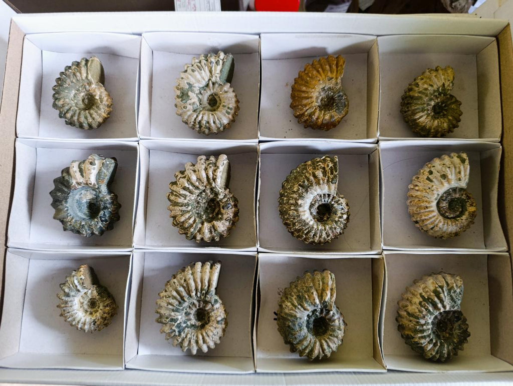 Natural Douvilleiceras Ammolite Ammonite Fossils x 12 From Maintirano, Madagascar