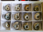 Natural Douvilleiceras Ammolite Ammonite Fossils x 12 From Maintirano, Madagascar
