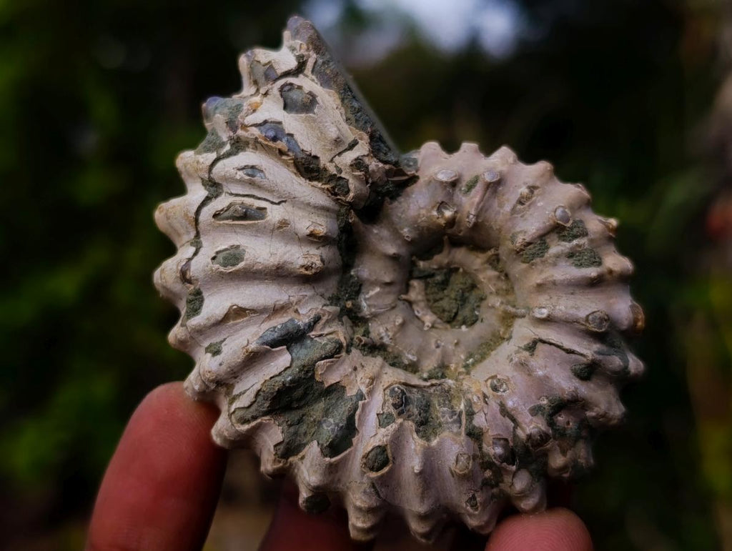 Natural Douvilleiceras Ammolite Ammonite Fossils x 12 From Maintirano, Madagascar
