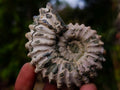 Natural Douvilleiceras Ammolite Ammonite Fossils x 12 From Maintirano, Madagascar