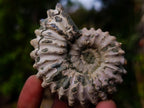 Natural Douvilleiceras Ammolite Ammonite Fossils x 12 From Maintirano, Madagascar