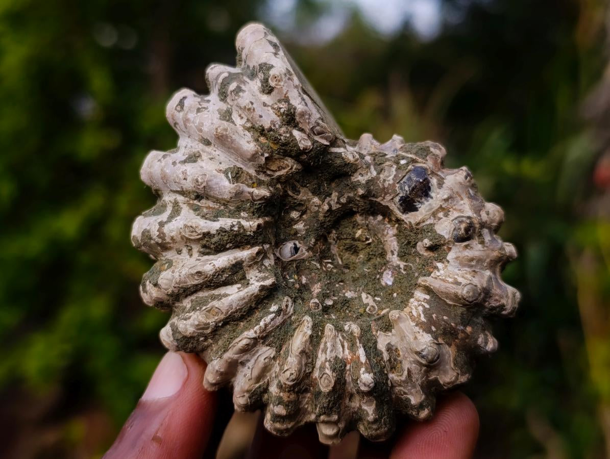 Natural Douvilleiceras Ammolite Ammonite Fossils x 12 From Maintirano, Madagascar