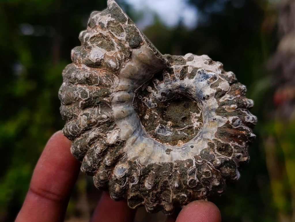 Natural Douvilleiceras Ammolite Ammonite Fossils x 12 From Maintirano, Madagascar