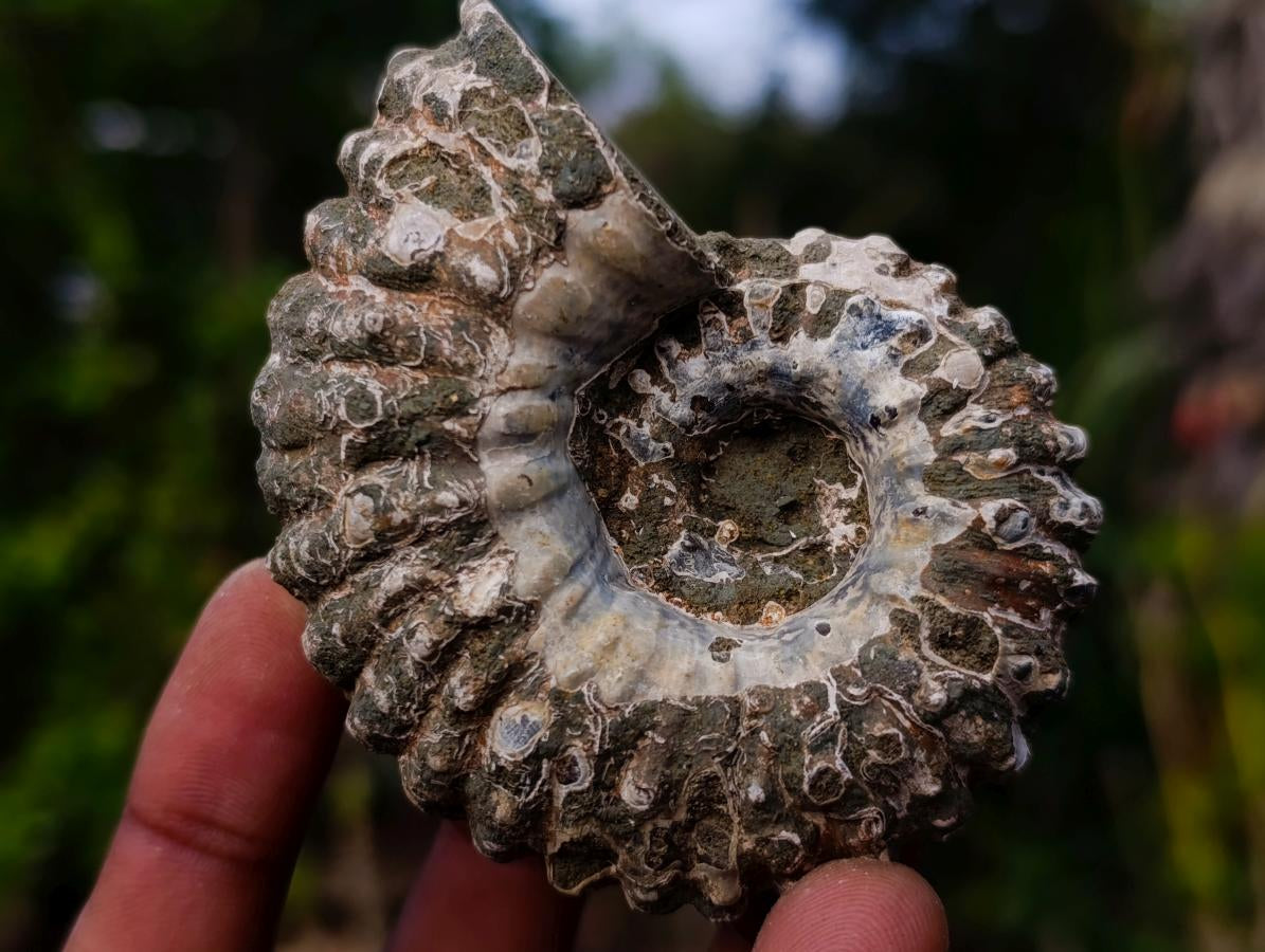 Natural Douvilleiceras Ammolite Ammonite Fossils x 12 From Maintirano, Madagascar