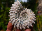 Natural Douvilleiceras Ammolite Ammonite Fossils x 12 From Maintirano, Madagascar