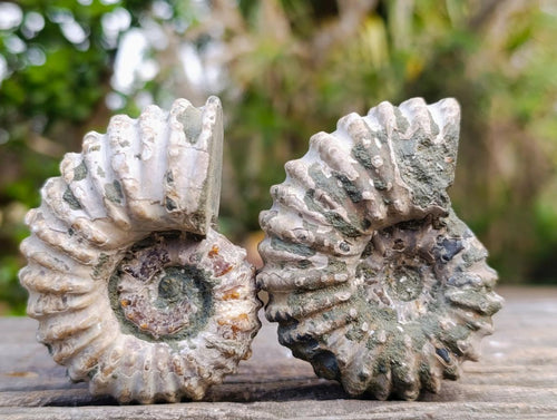 Natural Douvilleiceras Ammolite Ammonite Fossils x 12 From Maintirano, Madagascar