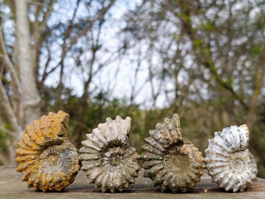 Natural Douvilleiceras Ammolite Ammonite Fossils x 12 From Maintirano, Madagascar