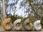 Natural Douvilleiceras Ammolite Ammonite Fossils x 12 From Maintirano, Madagascar