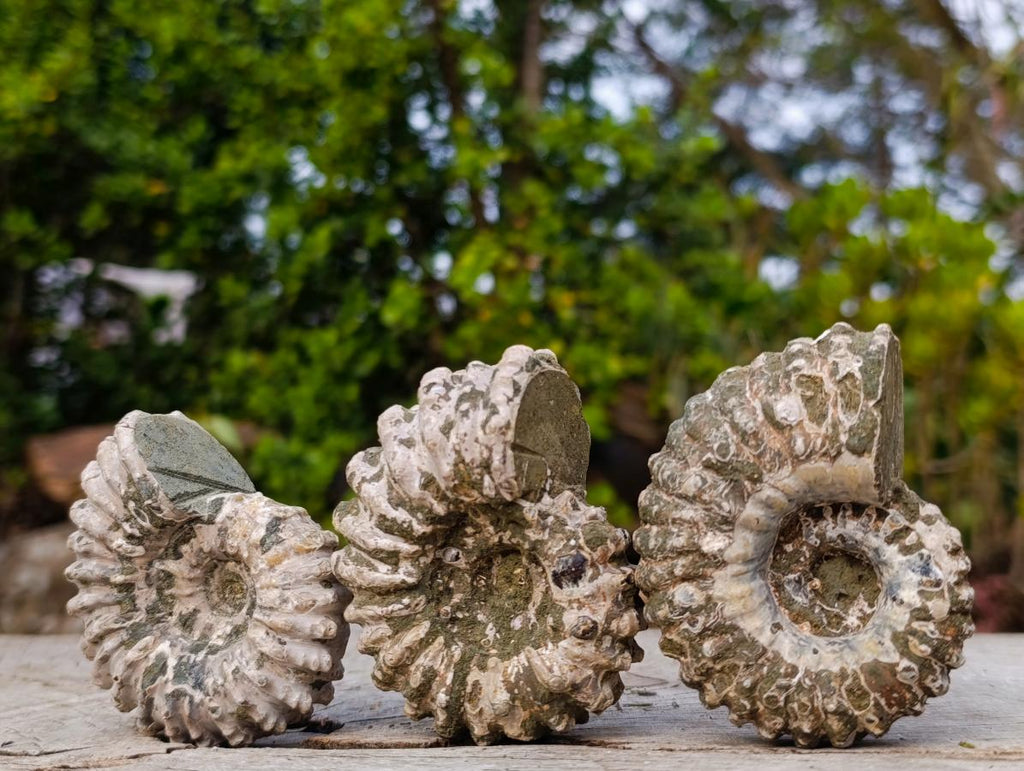 Natural Douvilleiceras Ammolite Ammonite Fossils x 12 From Maintirano, Madagascar
